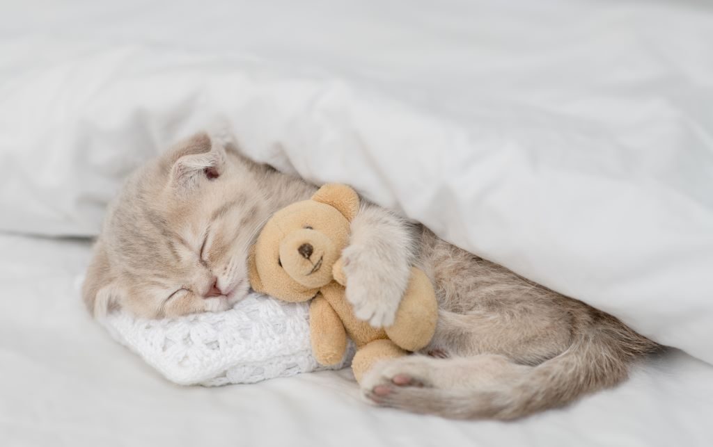 chaton dort dans le lit