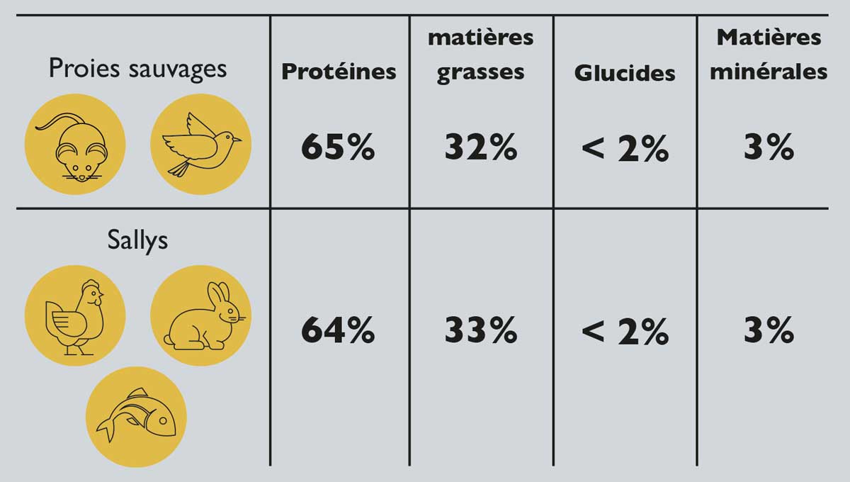 comment nourrir chat avec sally