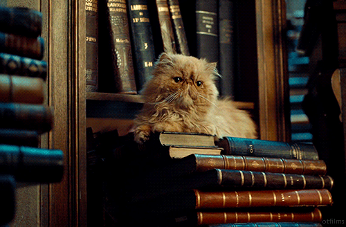 cute cat on stack of old books animated gif