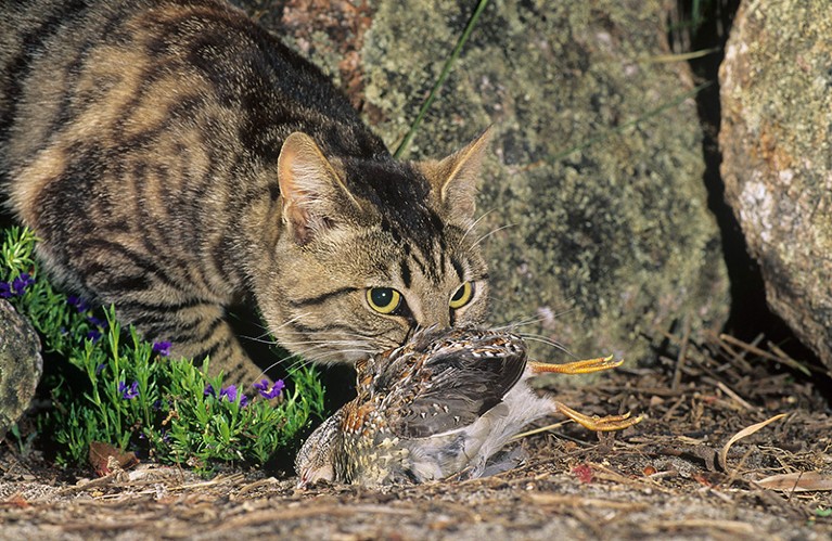 d41586 023 03784 y 26495174