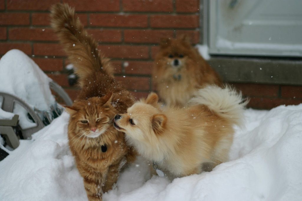 chien et chat.