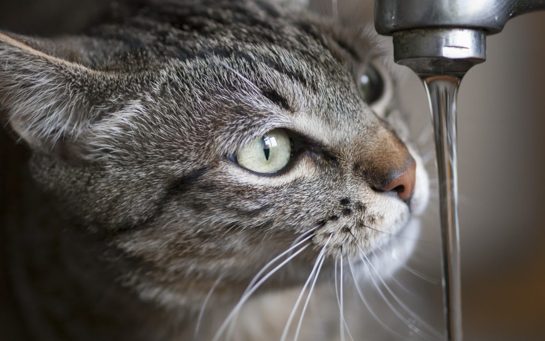 L’importance de bien hydrater son chat