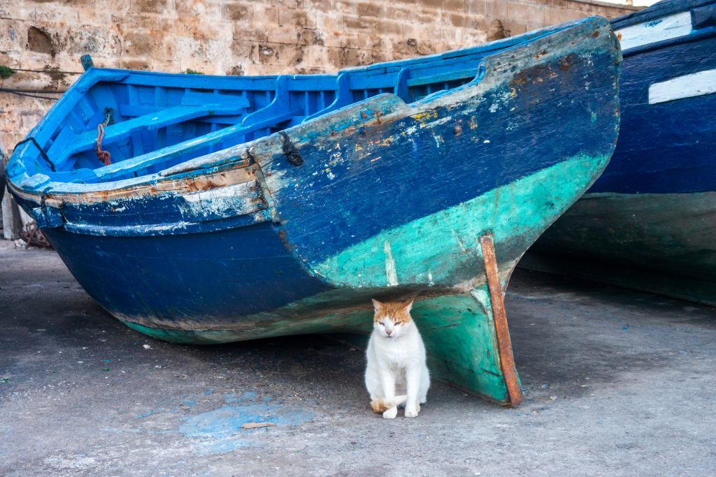 Chat se protégeant sous une barque Le chat n'aime pas l'eau mais...