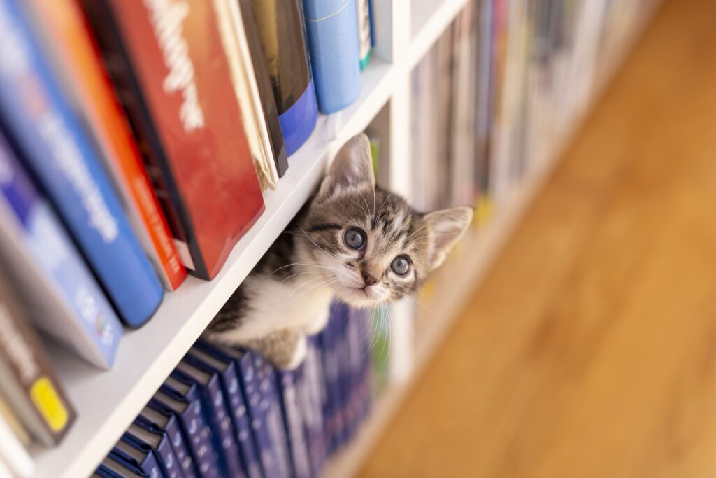 Quelle affinité mystérieuse entre les chats et les livres ?