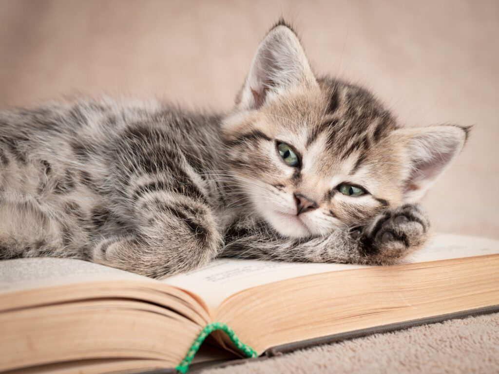 Quelle affinité mystérieuse entre les chats et les livres ?