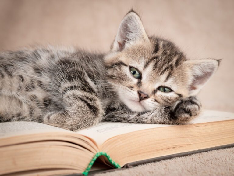 Chaton sur un livre