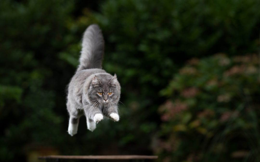 Ce talent fou qu’ont les chats !