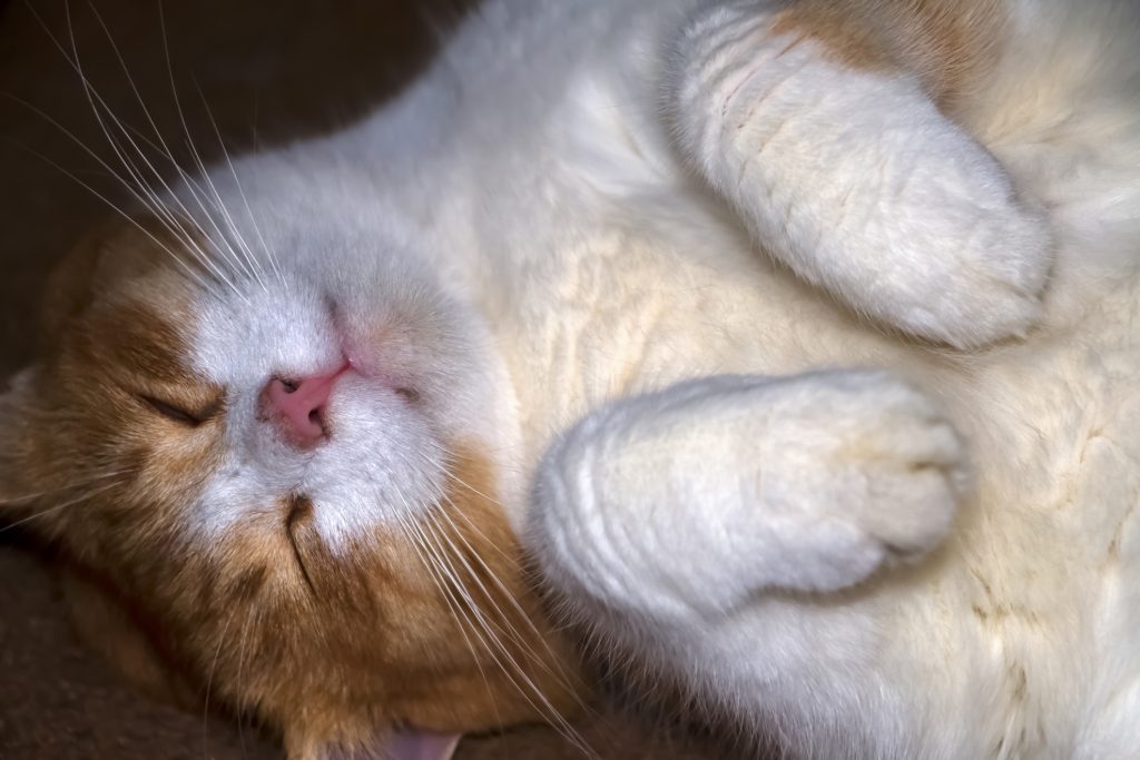 Pourquoi les chats grossissent en mangeant des croquettes ?