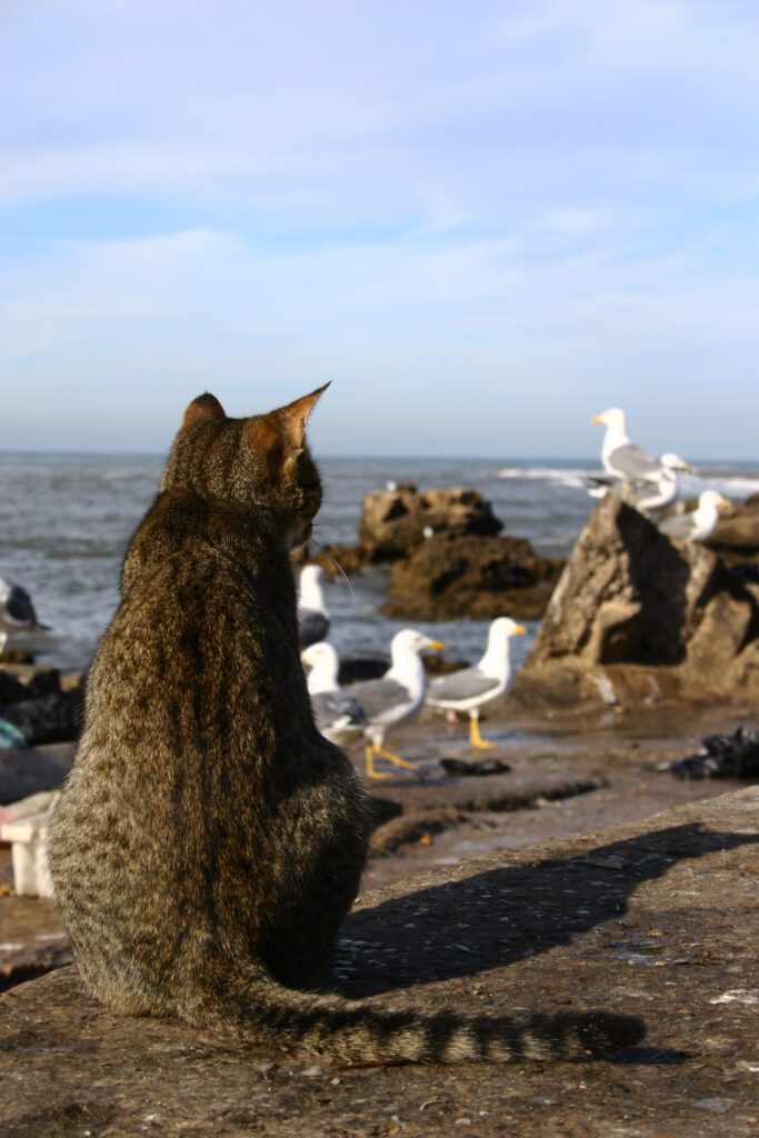 Chat choisissant son repas