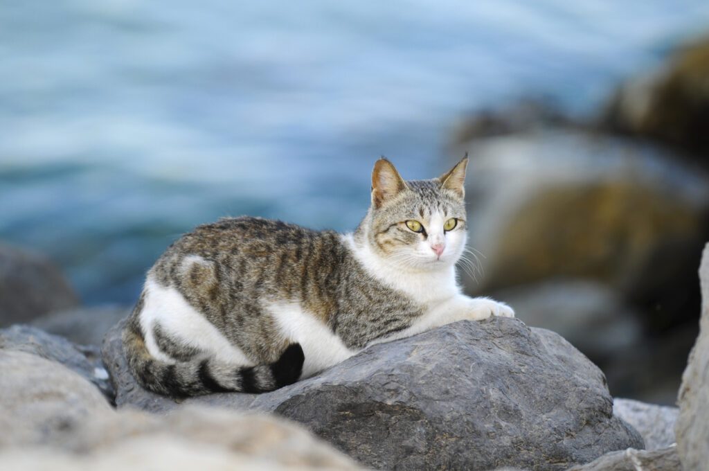 le chat en vacances à la mer