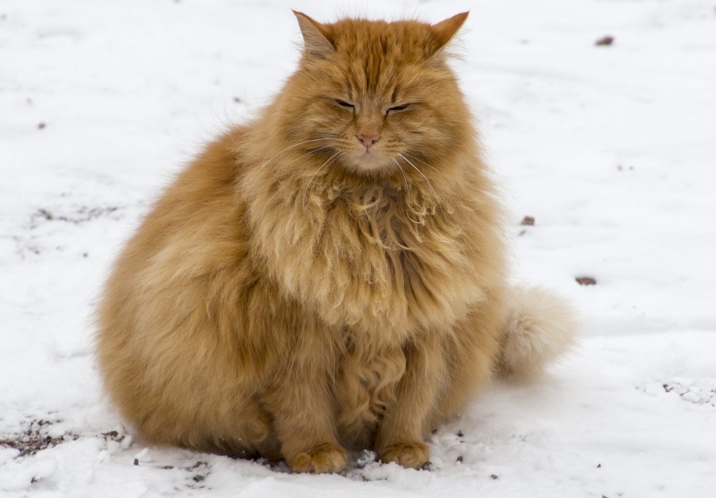 croquette pour chat