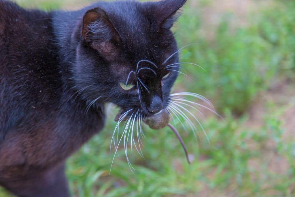 Comment décoder les arguments figurant sur les packagings de nourriture pour chat ?