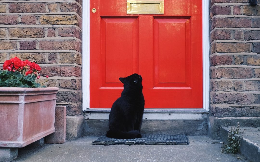 Les chats face aux accès fermés