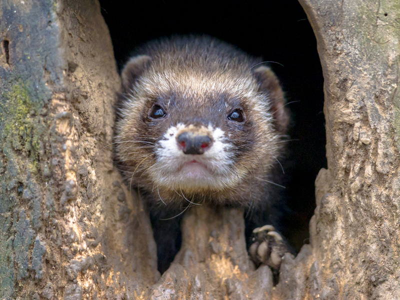 Furet dans son nid Le Furet : L'autre Carnivore strict