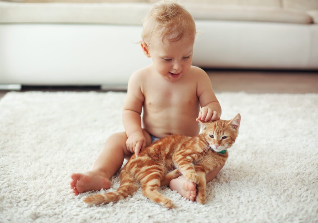 Pourquoi les chats s'intéressent-ils aux bébés ?