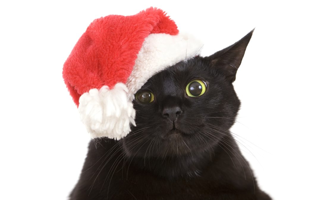 Des Chats et du Père Noël