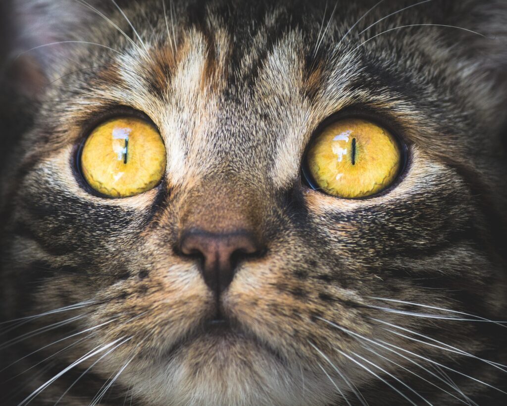 le chat a-t-il vraiment une bonne vue ?