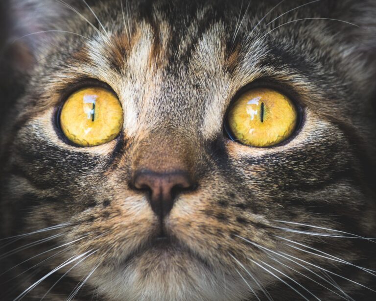 le chat a-t-il une bonne vue ?