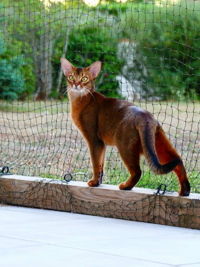 chat roux devant filet