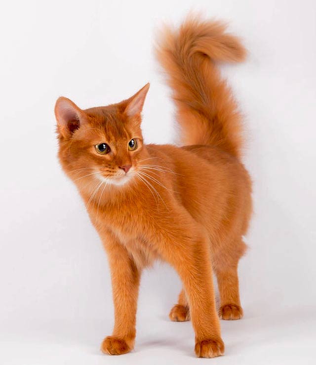 chat roux poils longs