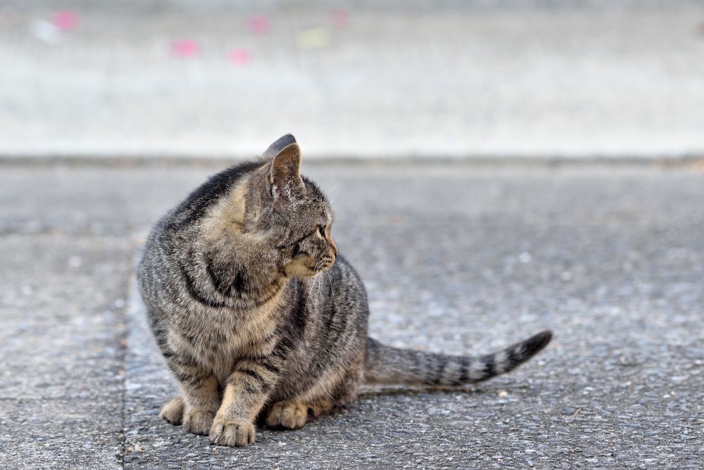 incroyable audition du chat 