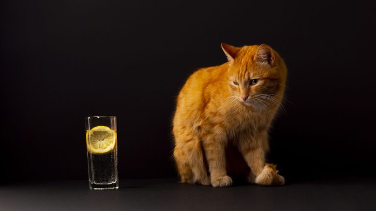 les aliments a proscrire pour les chats