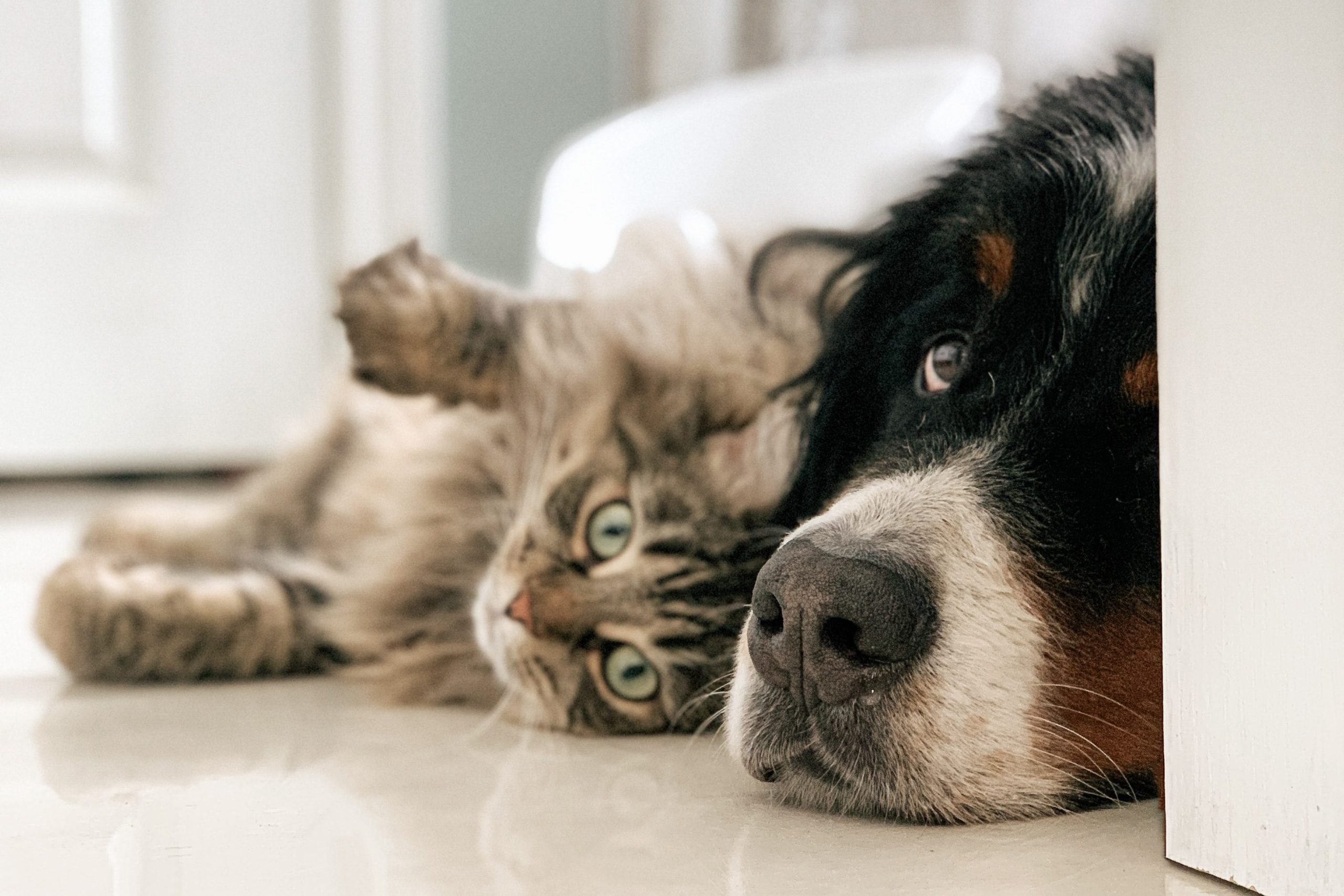 chien et chat.