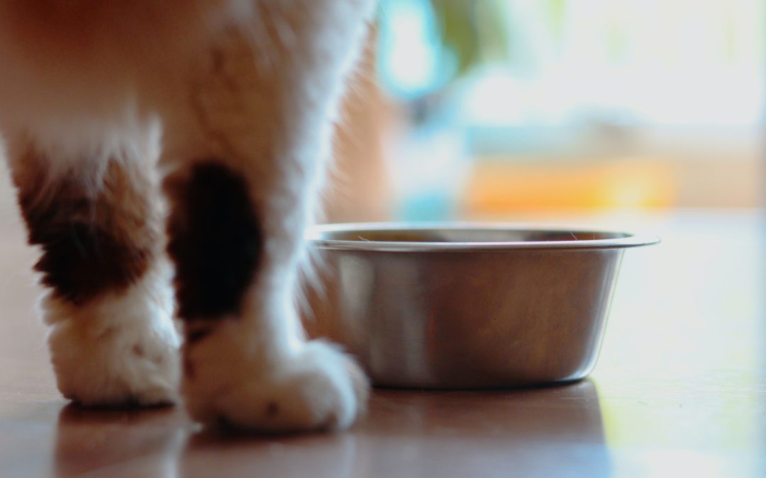 Pourquoi certains chats grattent des heures devant leur repas ?