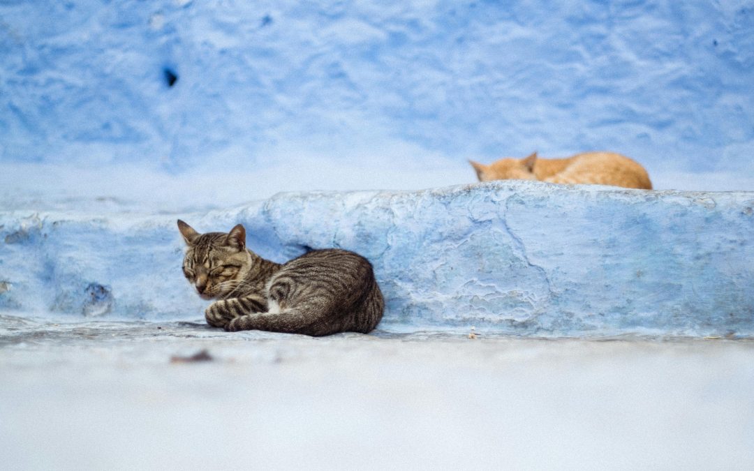 Le sommeil polyphasique des chats