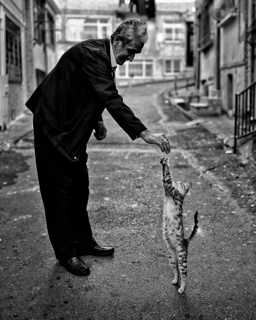 Peut-on dresser un chat aussi bien qu'un chien?