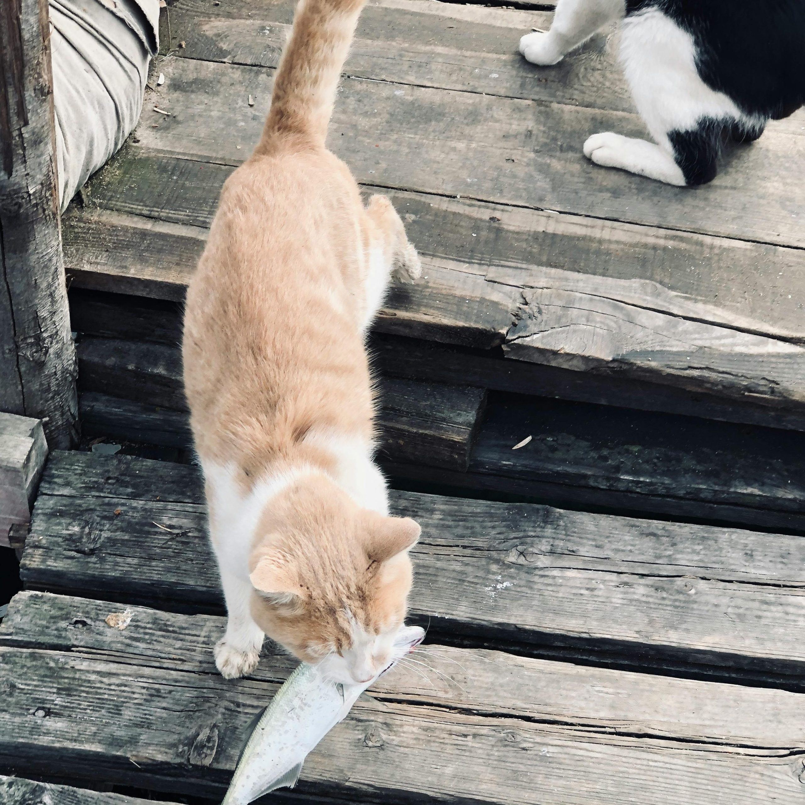 croquette poisson pour chat