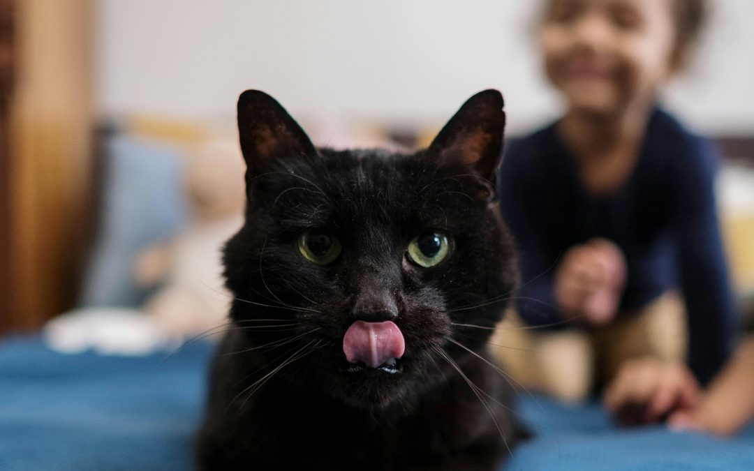 Langue de chat en affection