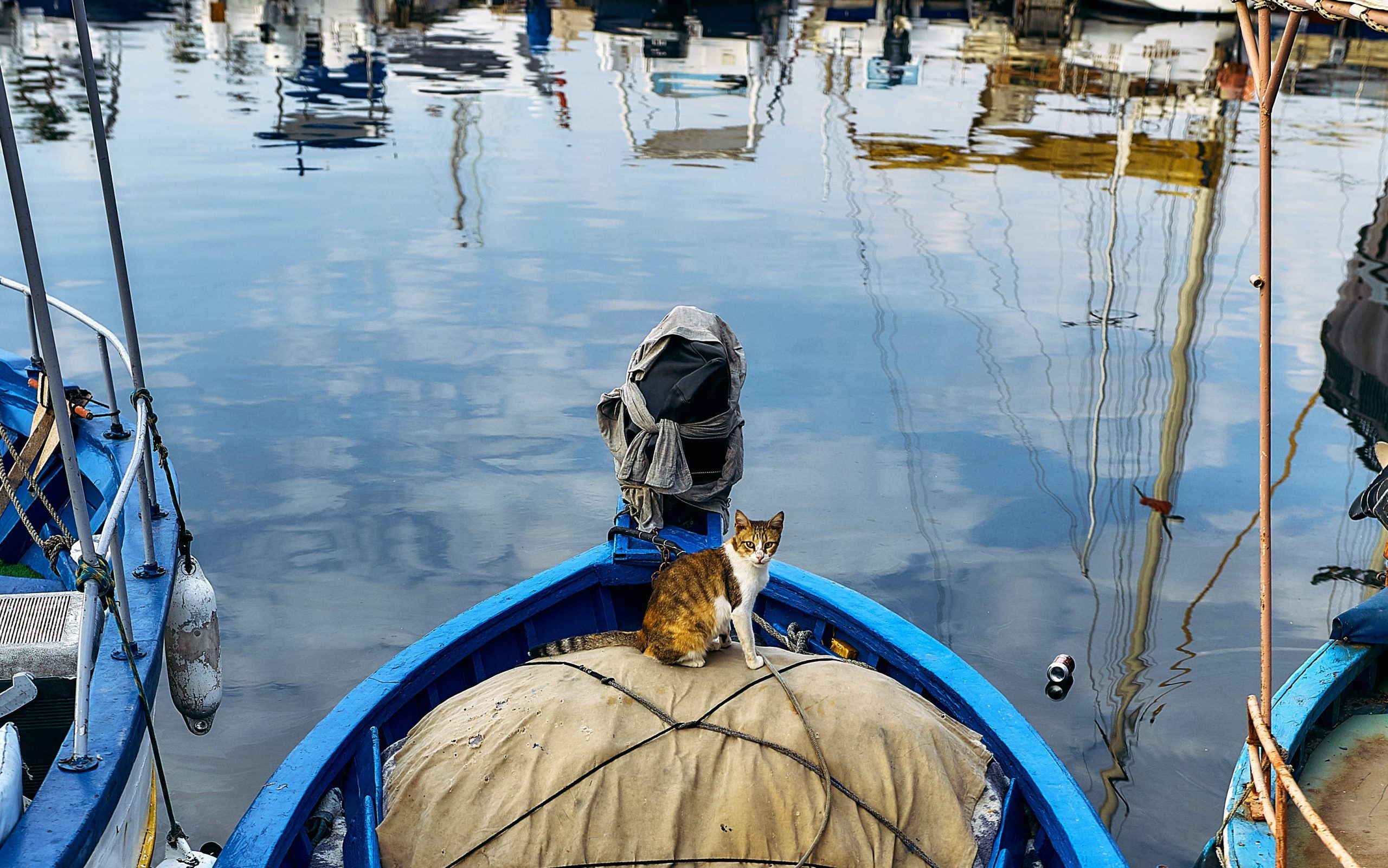 Chats à bord !