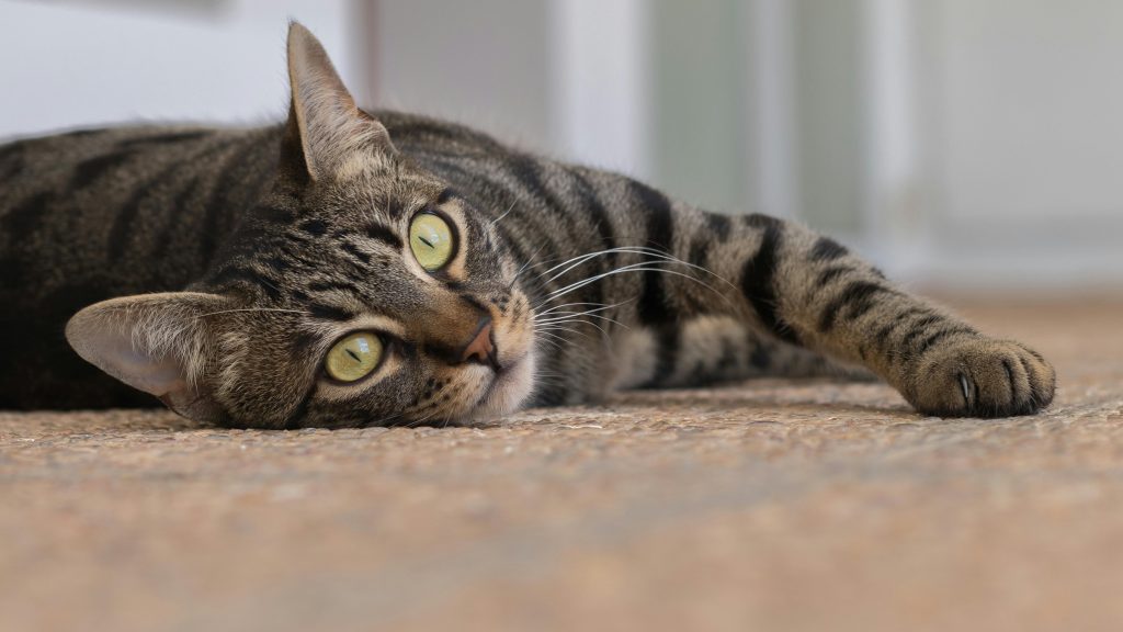 Syndrome du chat tigre, mythe ou réalité ?
