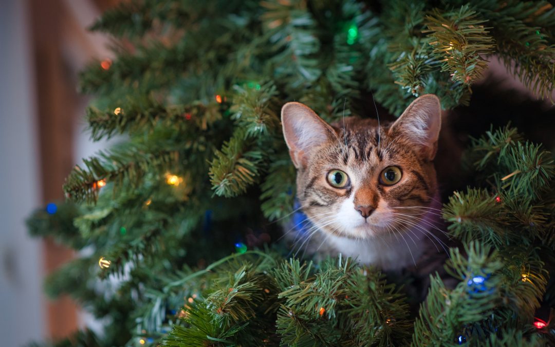 Pourquoi les chats sont-ils fascinés par les sapins ?