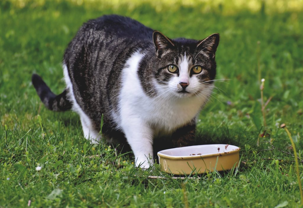 Pourquoi certains chats grattent des heures devant leur repas ? croquette barf, BARF, nourriture pour chat, & Cie, animal de compagnie, chat, chaton