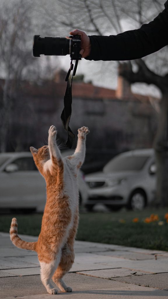 Les coups de pattes…méfiance ?