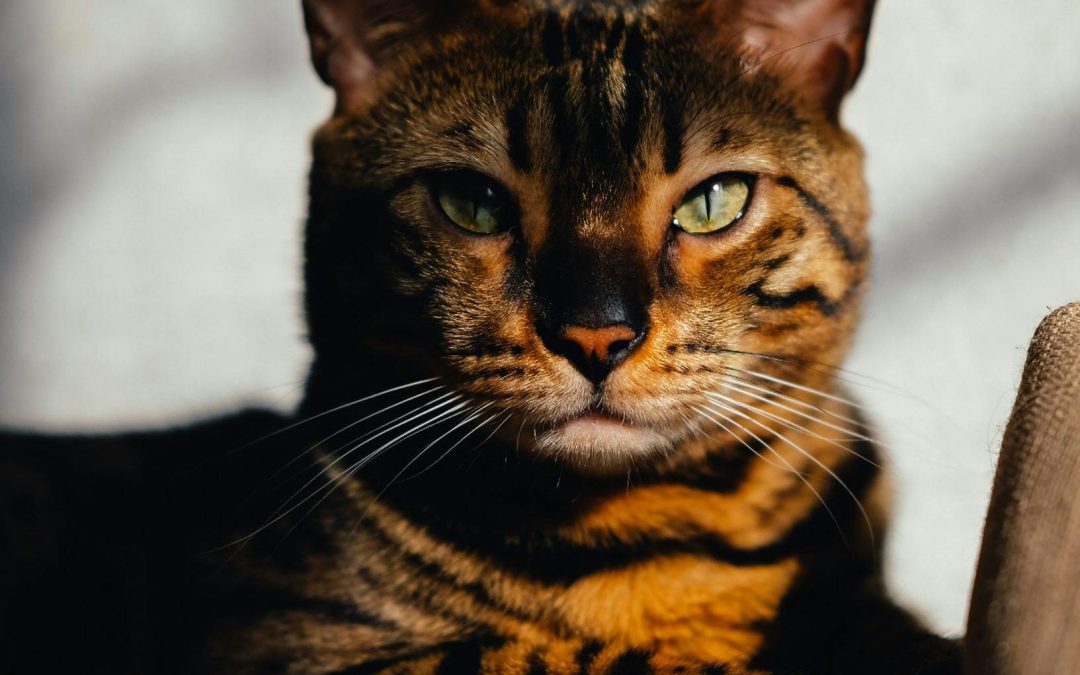 Syndrome du chat tigre : mythe ou réalité ?