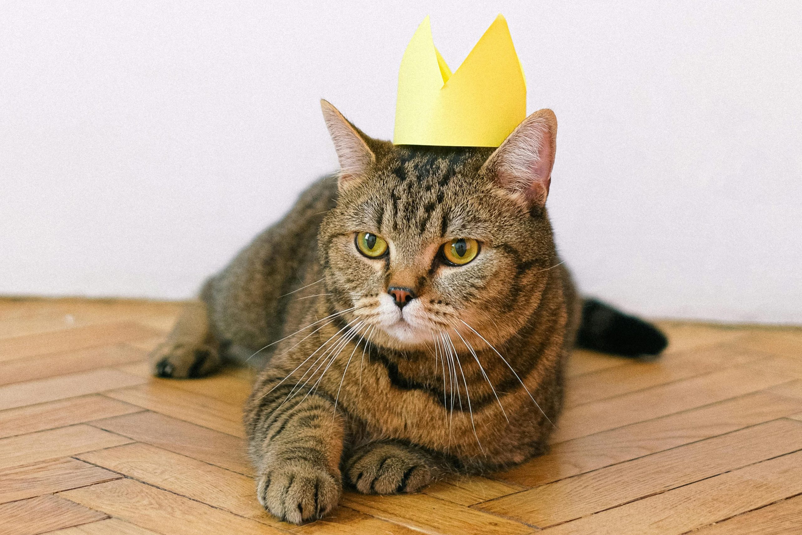 Les chats : rois de la liberté absolue