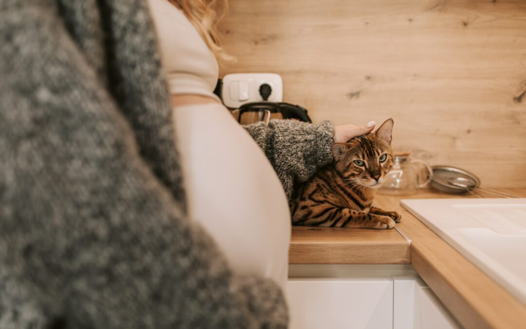 Le chat ressent-t-il la grossesse de sa maîtresse ?