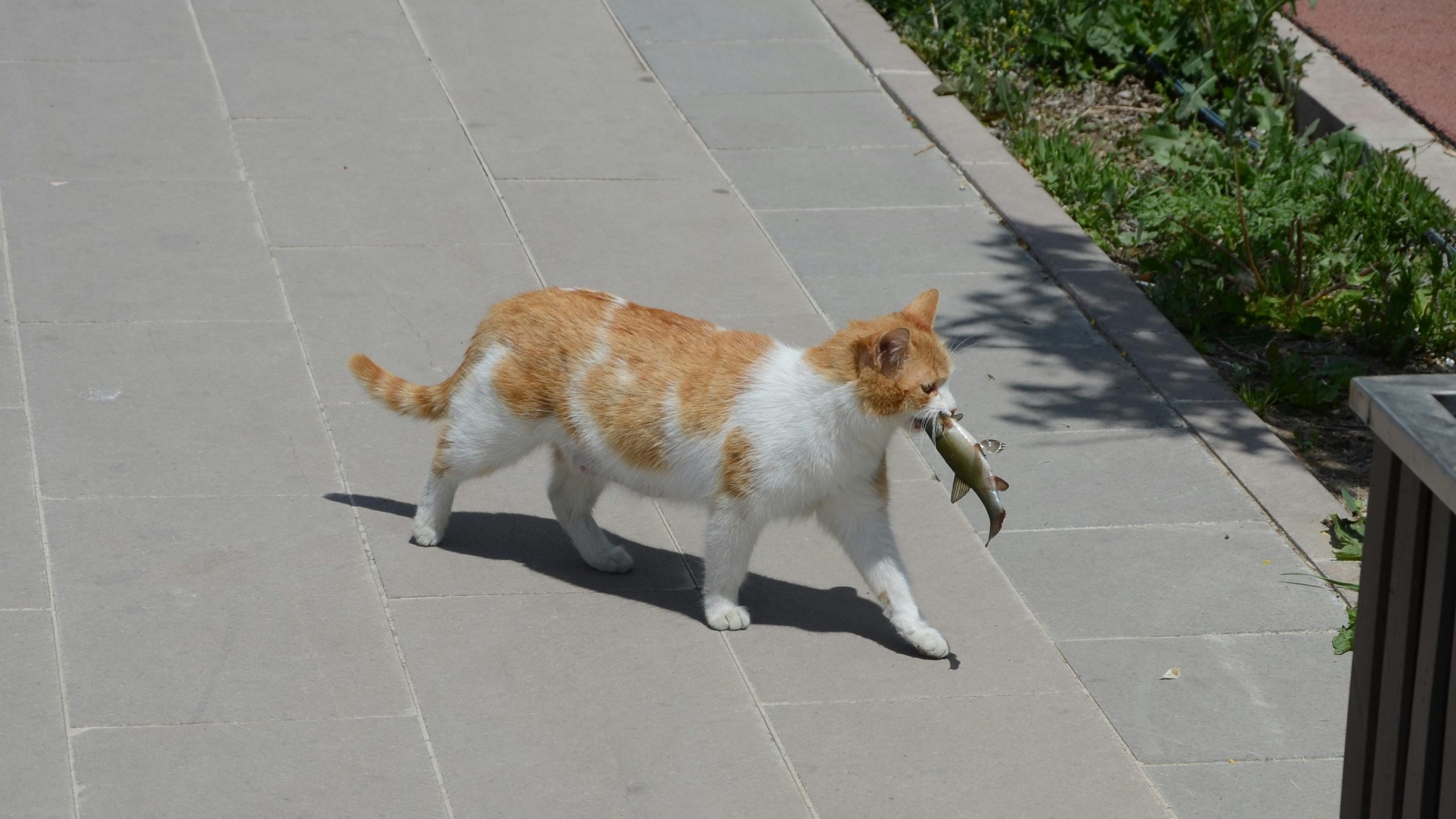 Croquettes poisson pour chat