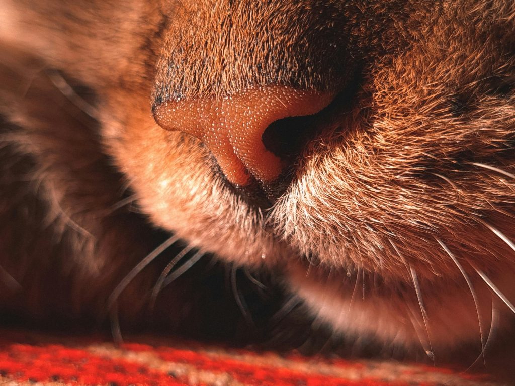 L'odorat des chats
