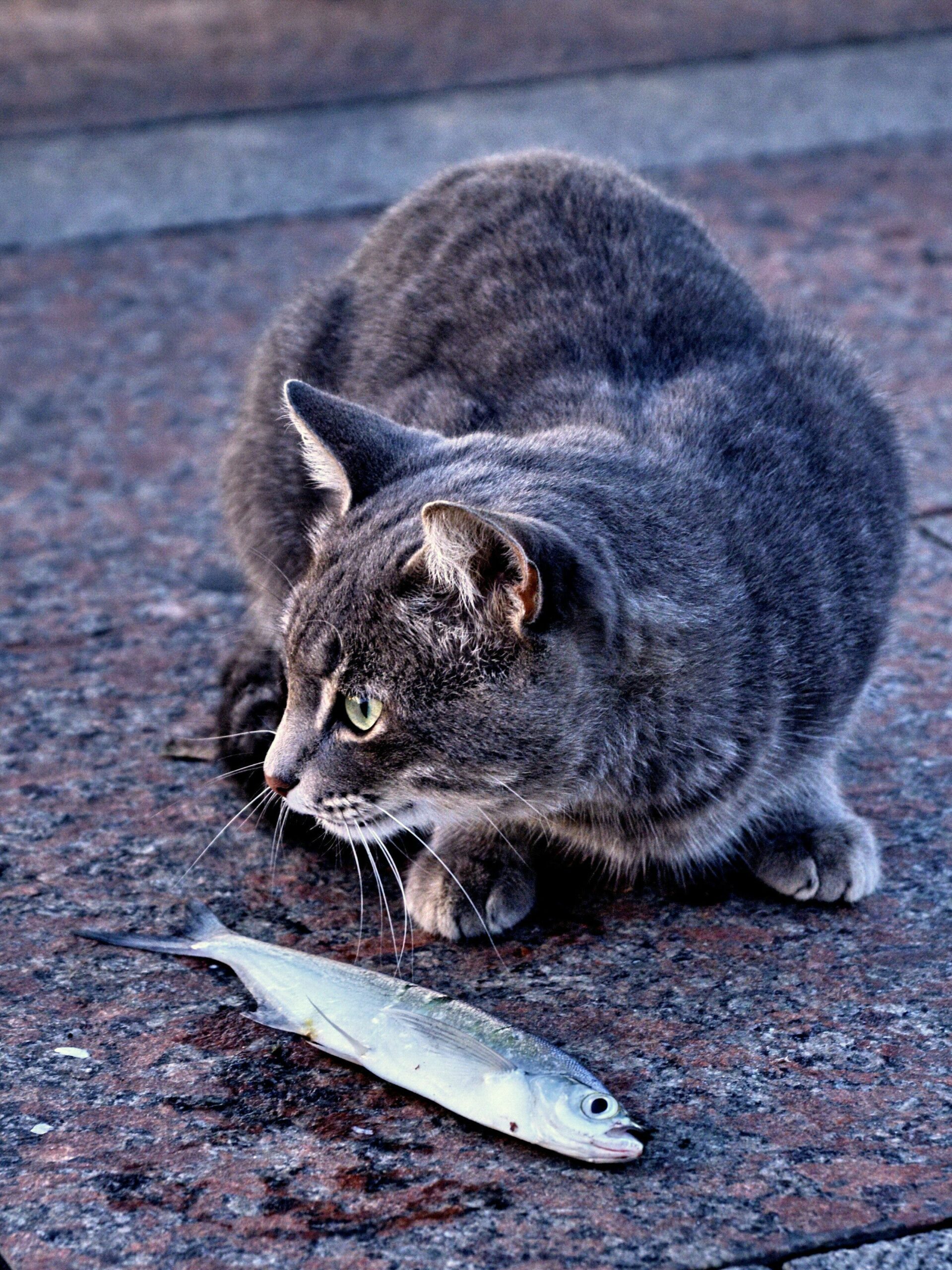 Mon chat a une relation compliquée avec la nourriture ?