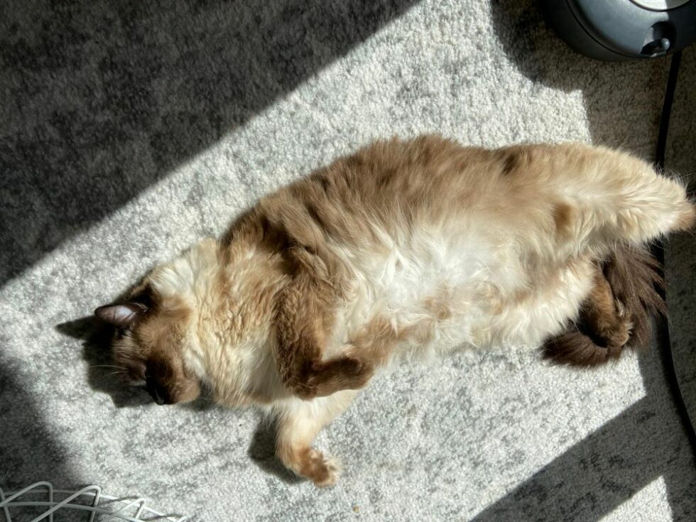 Pourquoi les chats dorment autant