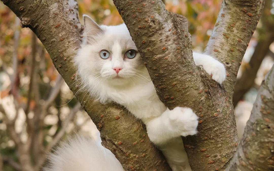 Pourquoi les chats sont si curieux ?