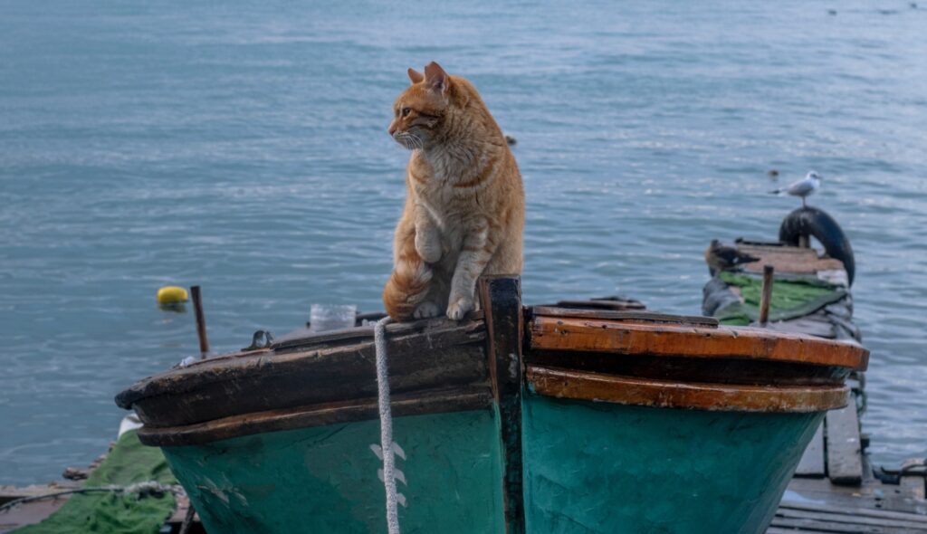 le chat un grand conquérant