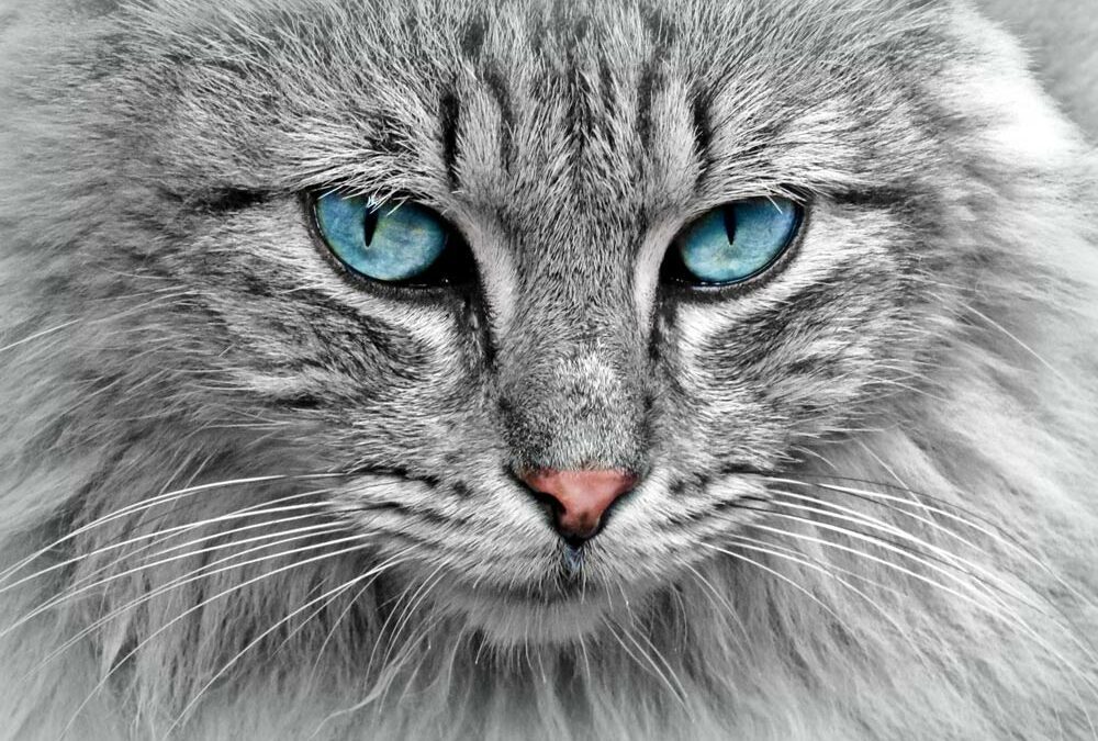 Le pelage des chats