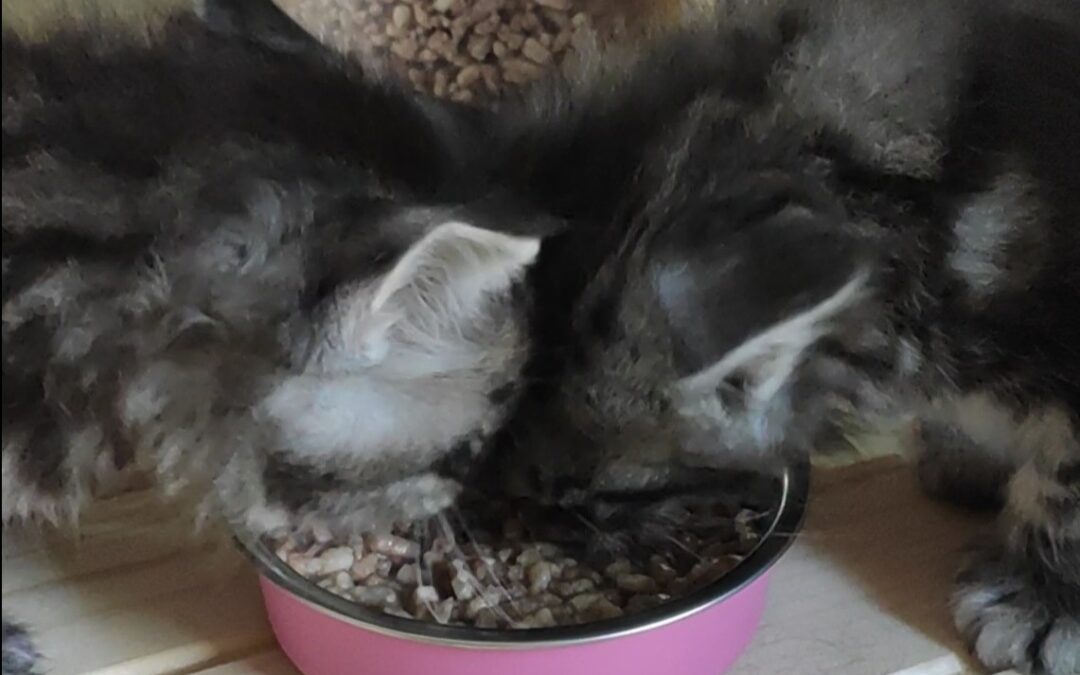 La température idéale pour le repas du chat