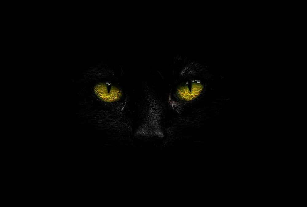 Le chat dans l’Histoire (Épisode 3)