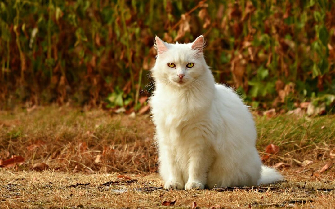 Le chat un grand conquérant (Épisode 2)